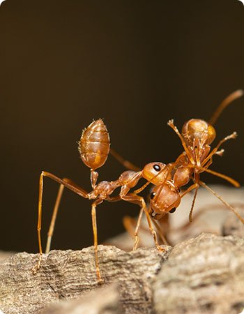 Pest Control Melbourne