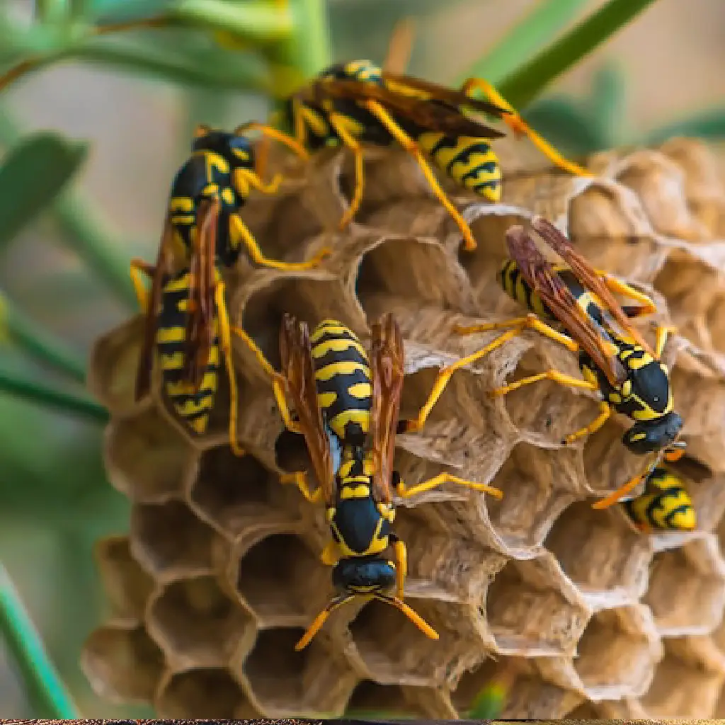 Why look for emergency wasps control bentleigh